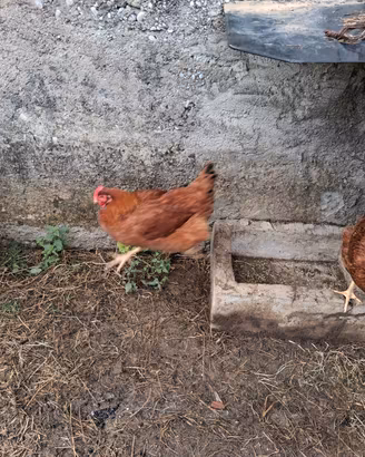 Galline