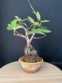 Ficus carica bonsai