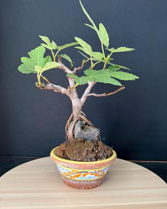 Ficus carica bonsai