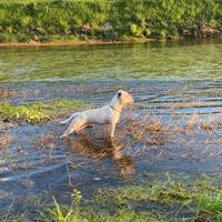 Staffordshire bull terrier con pedigree per MONTA