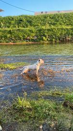 Staffordshire bull terrier con pedigree per MONTA