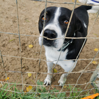 Cane adozione Thyago