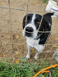Cane adozione Thyago