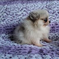 Cucciole di volpino di Pomerania con pedigree