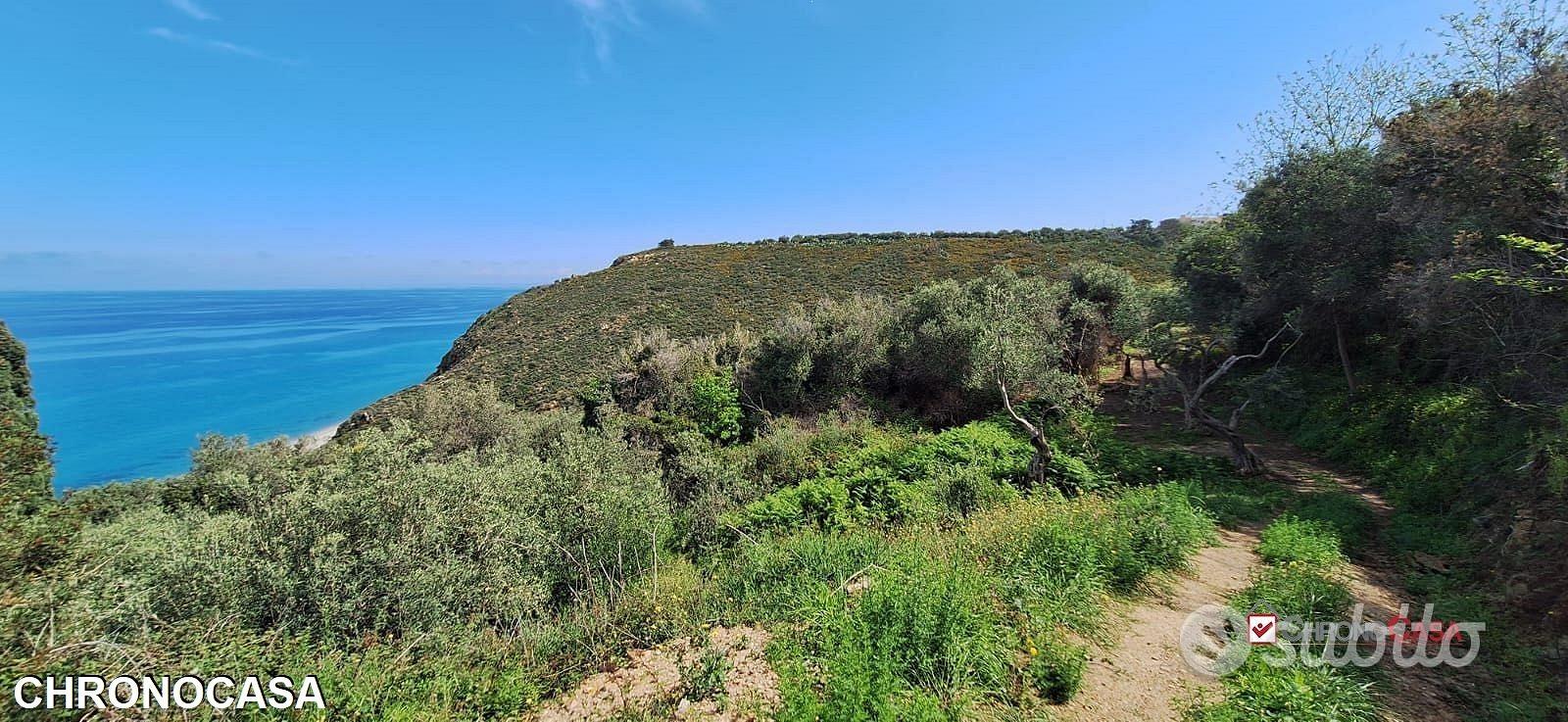 Pianotorre, uliveto terrazzato fronte mare - Vista 2