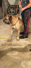 Cane corso