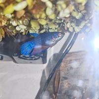 Pesce d'acquario Betta Splendens femmina