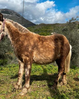 Cavalli