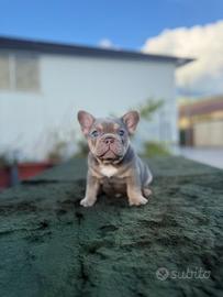 Bulldog francese