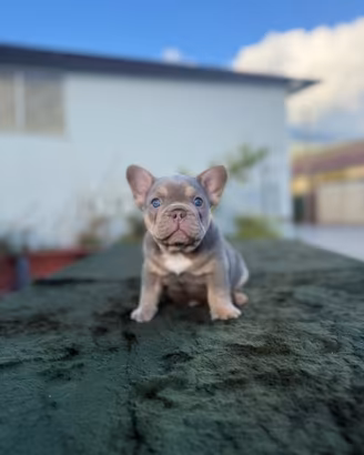 Bulldog francese