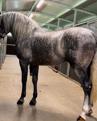 Cavallo Andaluso