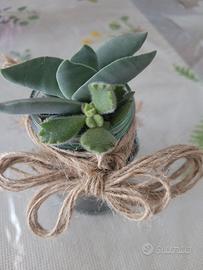 Piante succulente in composizione