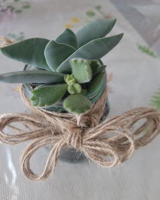 Piante succulente in composizione