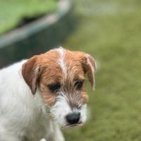 Jack Russell broken