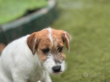 Jack Russell broken