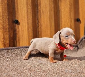 Cuccioli di bassotti kaninchen M e F