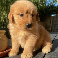 Cuccioli Golden retriever