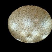 Magnifica plafoniera in vetro di Murano