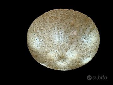 Magnifica plafoniera in vetro di Murano