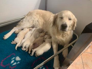 Cuccioli Golden Retriever