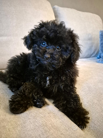 Barboncino toy piccolo