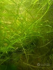 Piante acquario