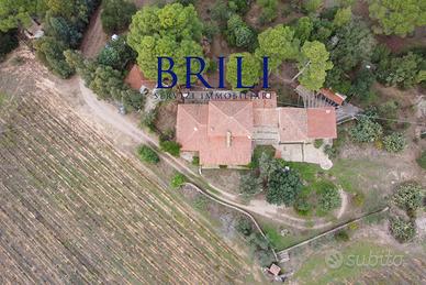 Villa rustica con vigna e uliveto
