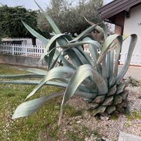 Agave americana