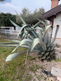 Agave americana