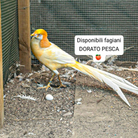 Fagiani dorato pesca adulti maschi e femmine