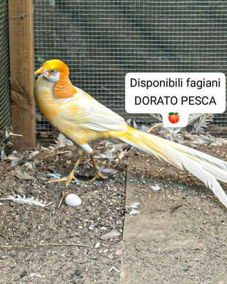 Fagiani dorato pesca adulti maschi e femmine
