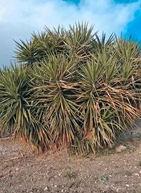 pianta grassa yucca