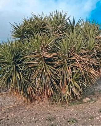 pianta grassa yucca