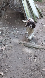 Springer spaniel