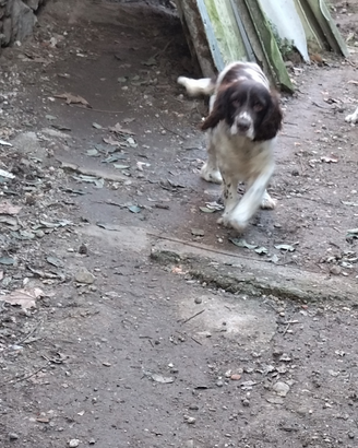 Springer spaniel