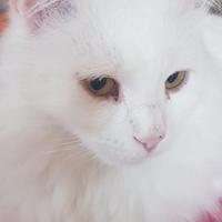 Pikki