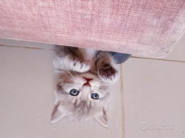 Gattini