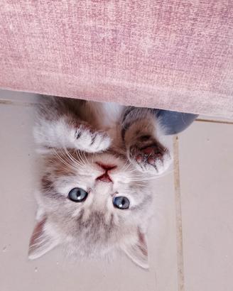 Gattini