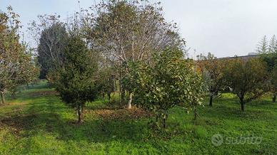 Terreno Agricolo Vignola [L 217VCG]