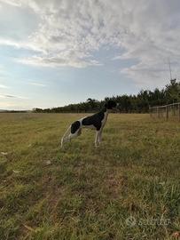 Pointer inglese