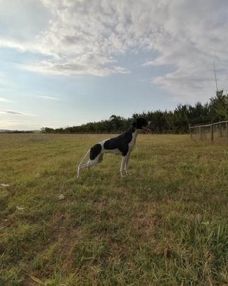 Pointer inglese