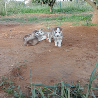 Cuccioli di husky
