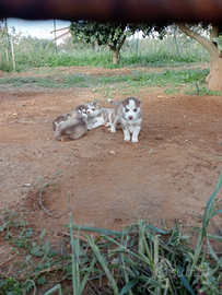 Cuccioli di husky
