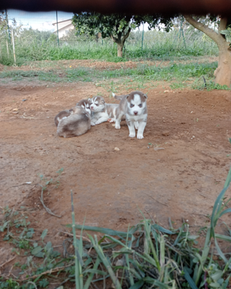 Cuccioli di husky