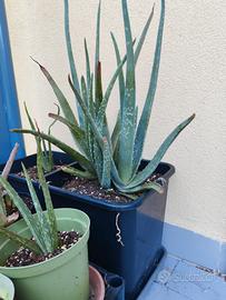 piante aloe vera
