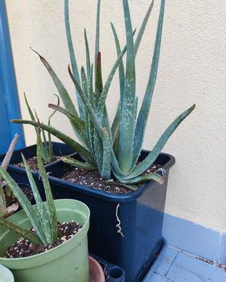 piante aloe vera
