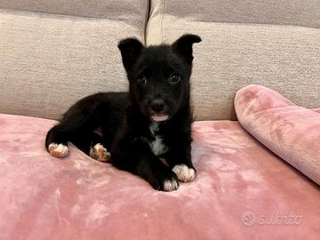 Cucciola incrocio border collie