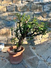 Pre bonsai susino selvatico ( fiore bianco)
