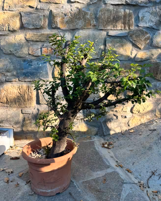 Pre bonsai susino selvatico ( fiore bianco)