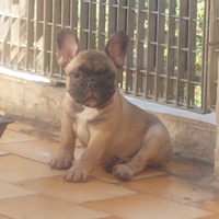 Cucciola di bouldogue francese con pedigree enci